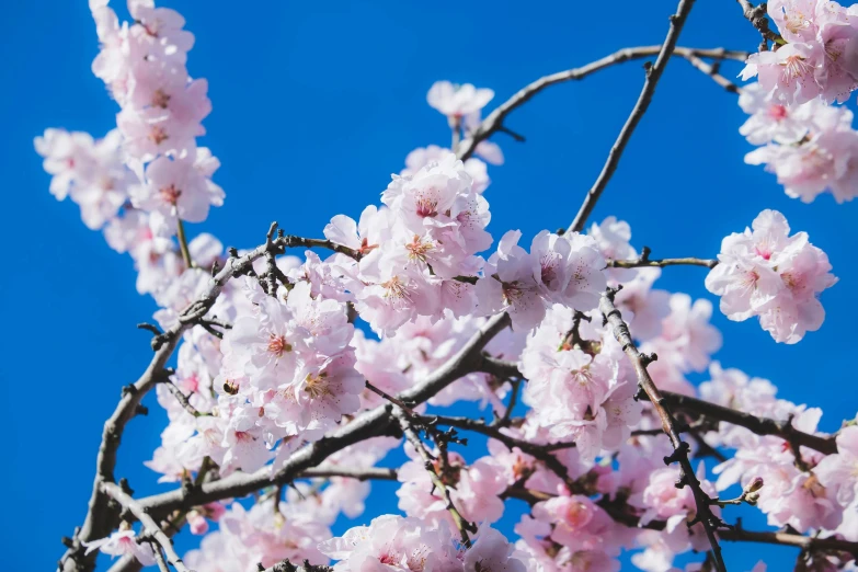 a tree with pink flowers against a blue sky, by Niko Henrichon, trending on unsplash, almond blossom, fan favorite, no cropping, with fruit trees