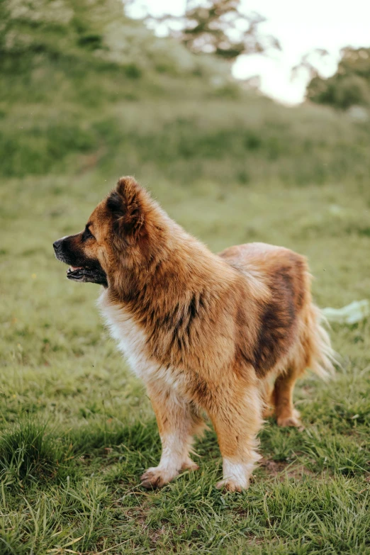 a dog standing on top of a lush green field, pomeranian mix, thick fluffy tail, 2019 trending photo, brown