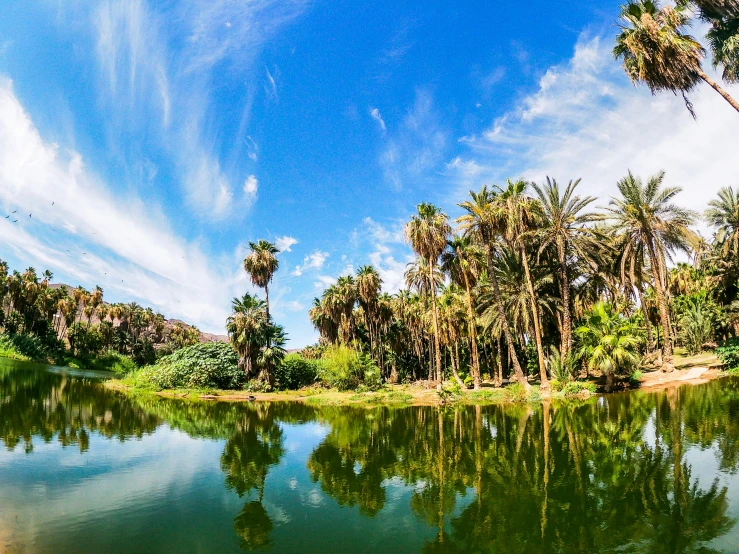 a body of water surrounded by palm trees, les nabis, secret valley, vibrant greenery, panoramic photography, fan favorite