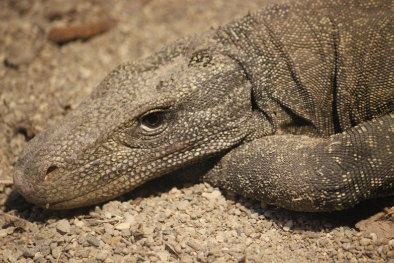 a monitor lizard is laying on the ground, by Carey Morris, pexels contest winner, hurufiyya, warm friendly face, sand, panels, 2040
