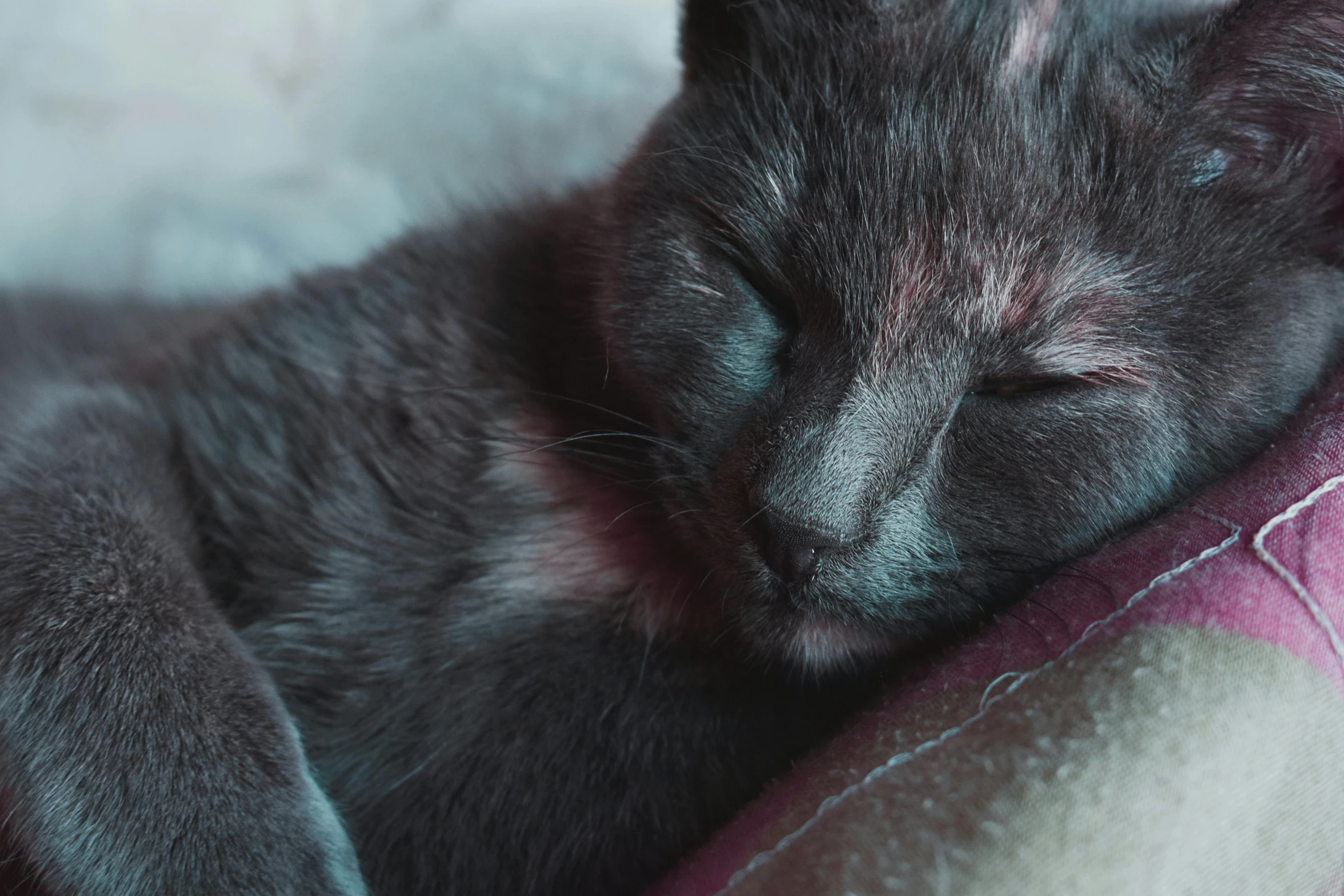 a close up of a cat sleeping on a blanket, a pastel, by Emma Andijewska, pexels contest winner, black, shiny glossy skin, smoky, today\'s featured photograph 4k