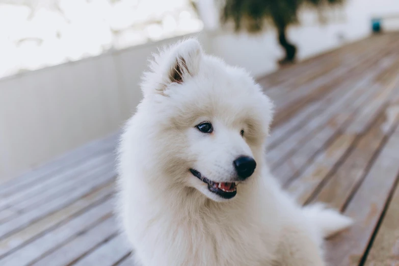 a white dog sitting on top of a wooden floor, a stipple, pexels contest winner, fluffy face, up-close, instagram post, fluffy''