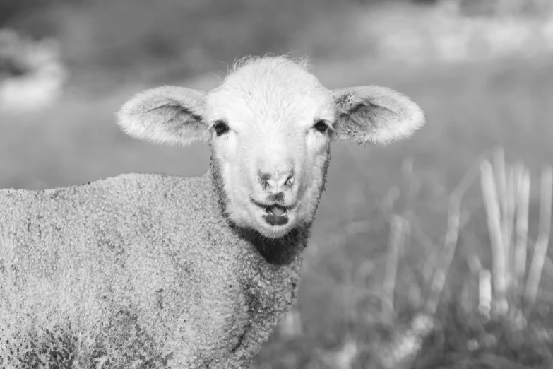 a black and white photo of a sheep in a field, young cute face, face centered, pointed ears, soft lulling tongue