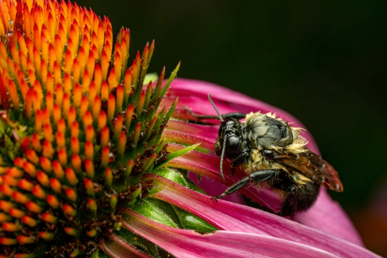 a bee sitting on top of a purple flower, a macro photograph, by Ben Zoeller, multicolored, ap, fan favorite, pink bees