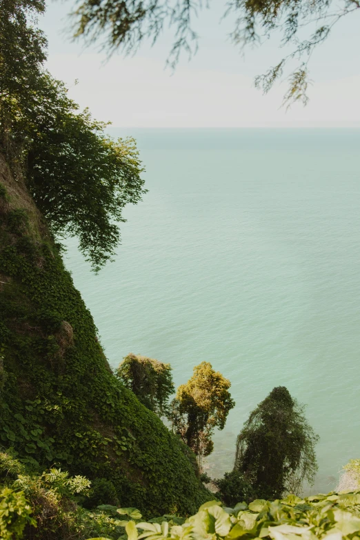 a man standing on top of a lush green hillside next to the ocean, inspired by Mihály Munkácsy, romanticism, vine covered, shot with sony alpha, exotic trees, cliffs of dover