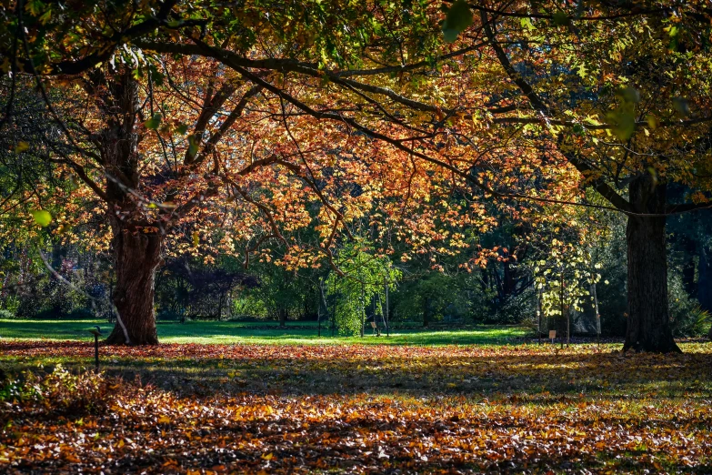 a park filled with lots of trees covered in leaves, by Antoni Brodowski, pixabay, visual art, fan favorite, sydney park, full of colour 8-w 1024, meadows