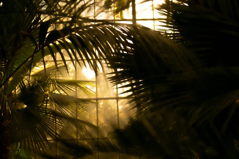 the sun shines through the leaves of a palm tree, inspired by Elsa Bleda, pexels contest winner, light and space, glass greenhouse, contre jour, a still of an ethereal, in a jungle