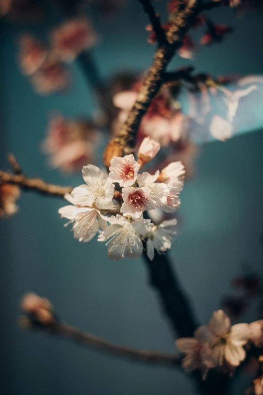 a close up of a flower on a tree, inspired by Elsa Bleda, trending on unsplash, medium format, sakura flowers, indoor picture, battered
