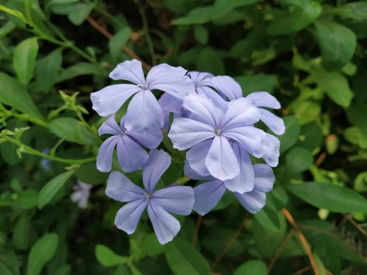 a close up of a bunch of purple flowers, pexels contest winner, hurufiyya, pale blue, high angle view, today\'s featured photograph 4k, african sybil