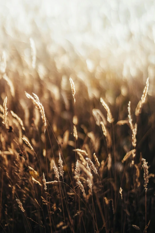 a field of tall grass with the sun in the background, inspired by Elsa Bleda, trending on unsplash, glistening gold, brown, vsco film grain, harvest