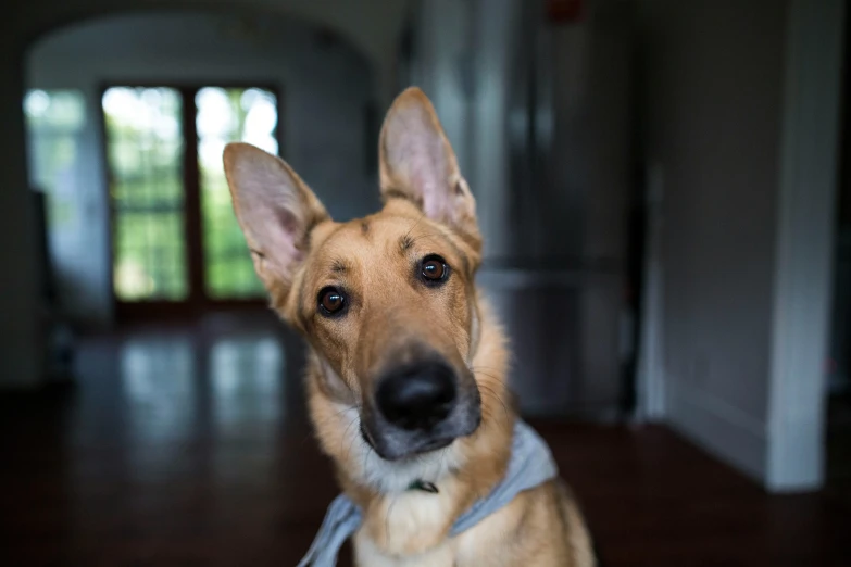 a brown dog sitting on top of a hard wood floor, a portrait, inspired by Elke Vogelsang, unsplash, german shepherd, lunging at camera :4, fan favorite, portrait of bojack horseman