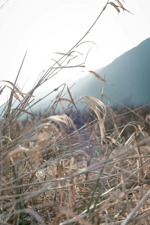 a yellow fire hydrant sitting on top of a dry grass covered field, a picture, inspired by Kim Myeong-guk, trending on unsplash, land art, japan mountains, tall grown reed on riverbank, soft light - n 9, grain”