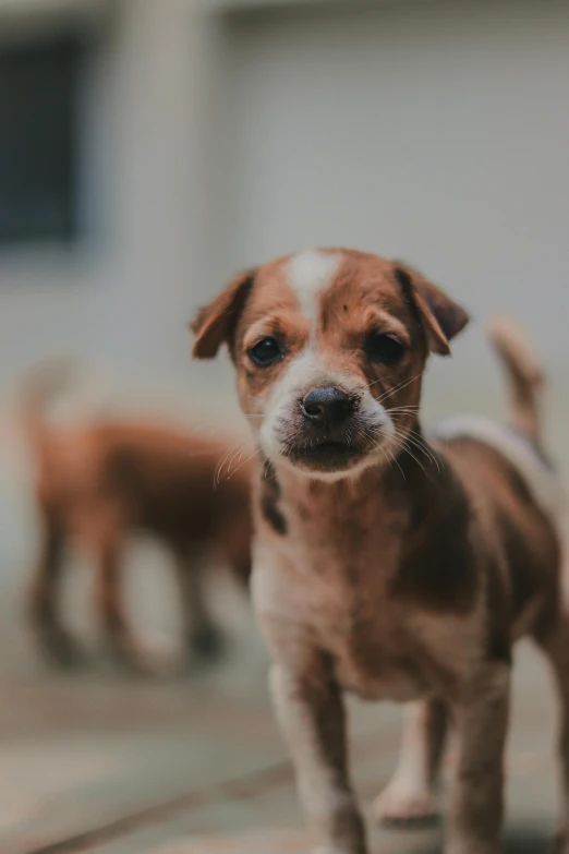 a small brown and white dog standing on a sidewalk, pexels contest winner, adoptables, blurred, background image, puppies