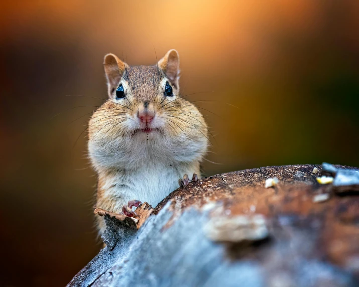 a small chipmunt sitting on top of a piece of wood, inspired by Chippy, trending on pexels, renaissance, angry looking at camera, paul barson, fall season, unsplash photo contest winner