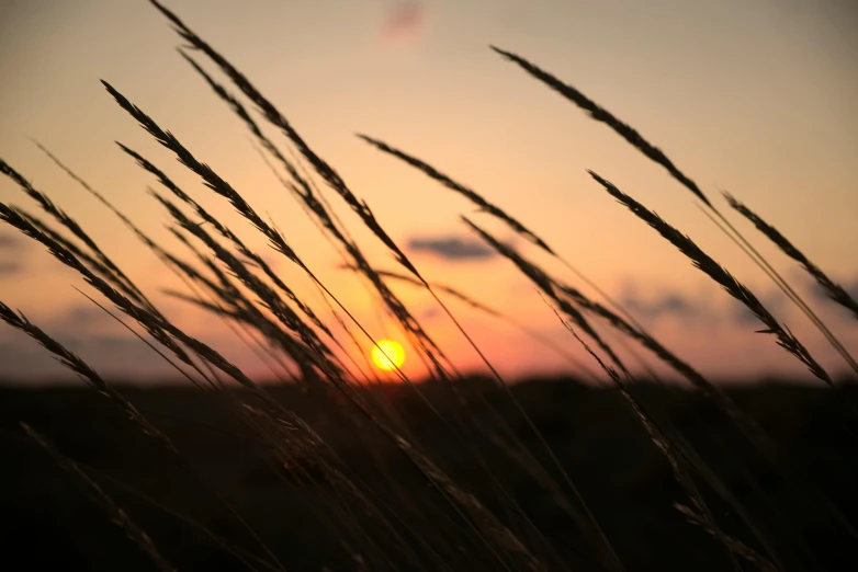 tall grass blowing in the wind at sunset, unsplash, romanticism, tyler west, ((sunset)), trending photo, sunset lighting 8k