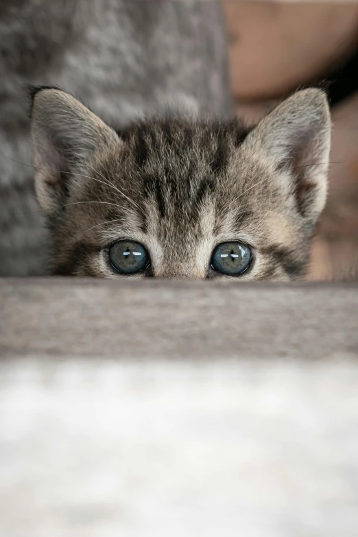 a kitten peeking over the edge of a couch, pexels contest winner, grey colored eyes, spying discretly, high quality photo, frontal shot