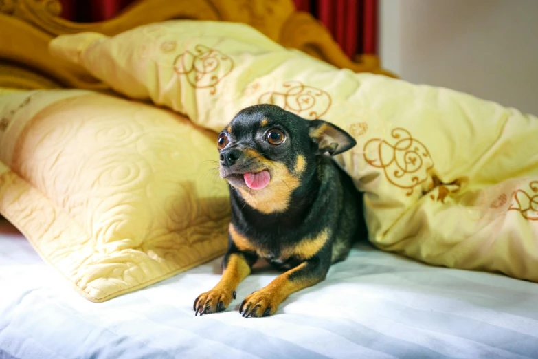 a black and brown dog laying on top of a bed, pexels, pop art, chihuahua, making the best smug smile, hotel, black and yellow and red scheme