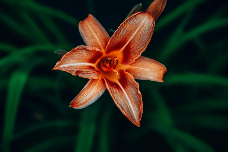 an orange flower with green leaves in the background, unsplash, hurufiyya, lilies, paul barson, lit from above, mid shot photo