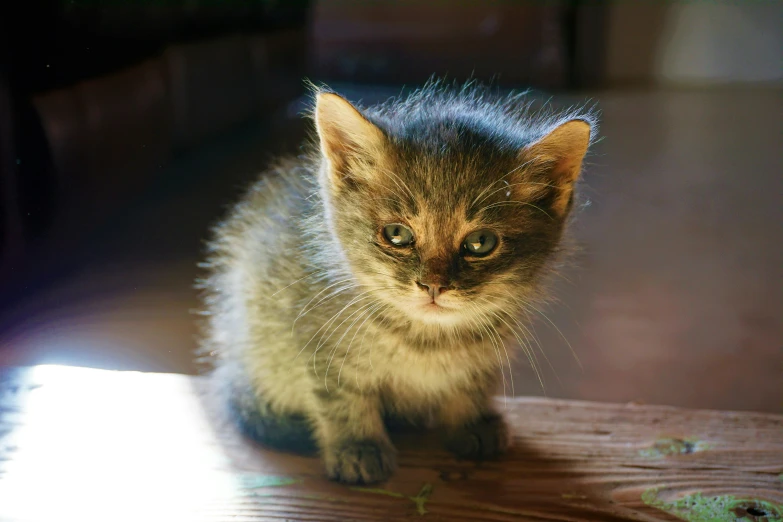 a small kitten sitting on top of a wooden floor, flickr, sunlight beaming down, getty images, with pointy ears, scruffy looking