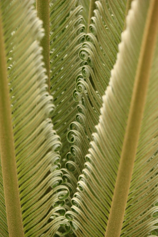 a close up of a plant with lots of leaves, a macro photograph, inspired by Kay Sage, kinetic art, tree ferns, inside the curl of a wave, sleek spines, tropical bird feathers