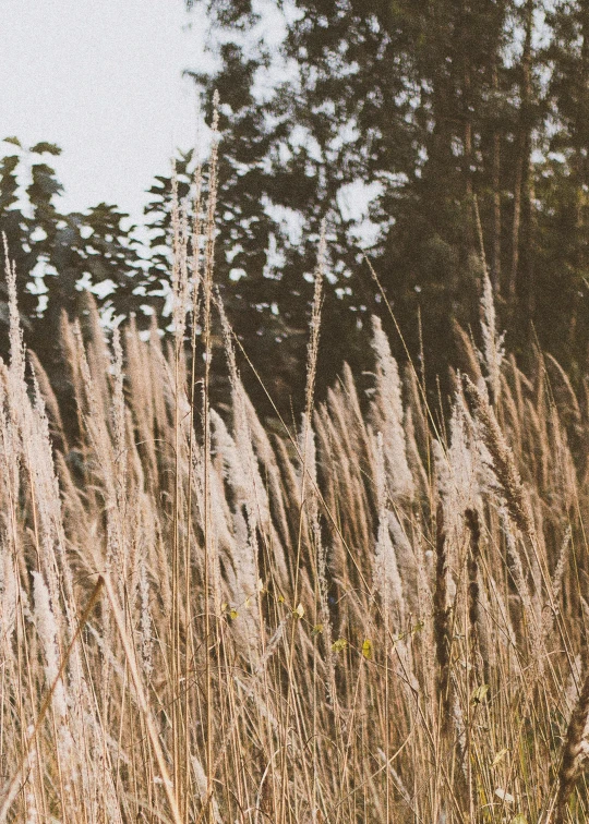 a fire hydrant in the middle of a field of tall grass, inspired by Elsa Bleda, visual art, botanical herbarium paper, ultrawide cinematic, brown, large scale photo