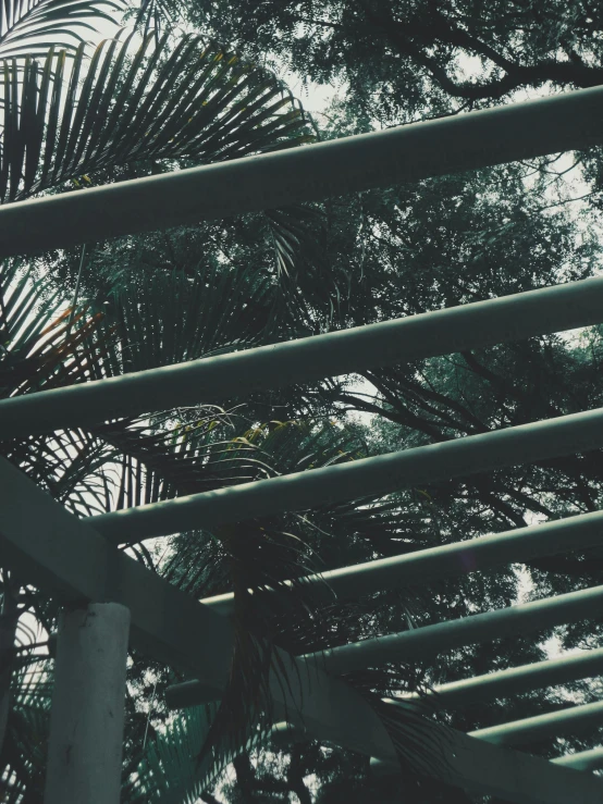 a bird sitting on top of a metal structure, an album cover, inspired by Elsa Bleda, unsplash, aestheticism, tropical trees, trending on vsco, palm lines, archways made of lush greenery