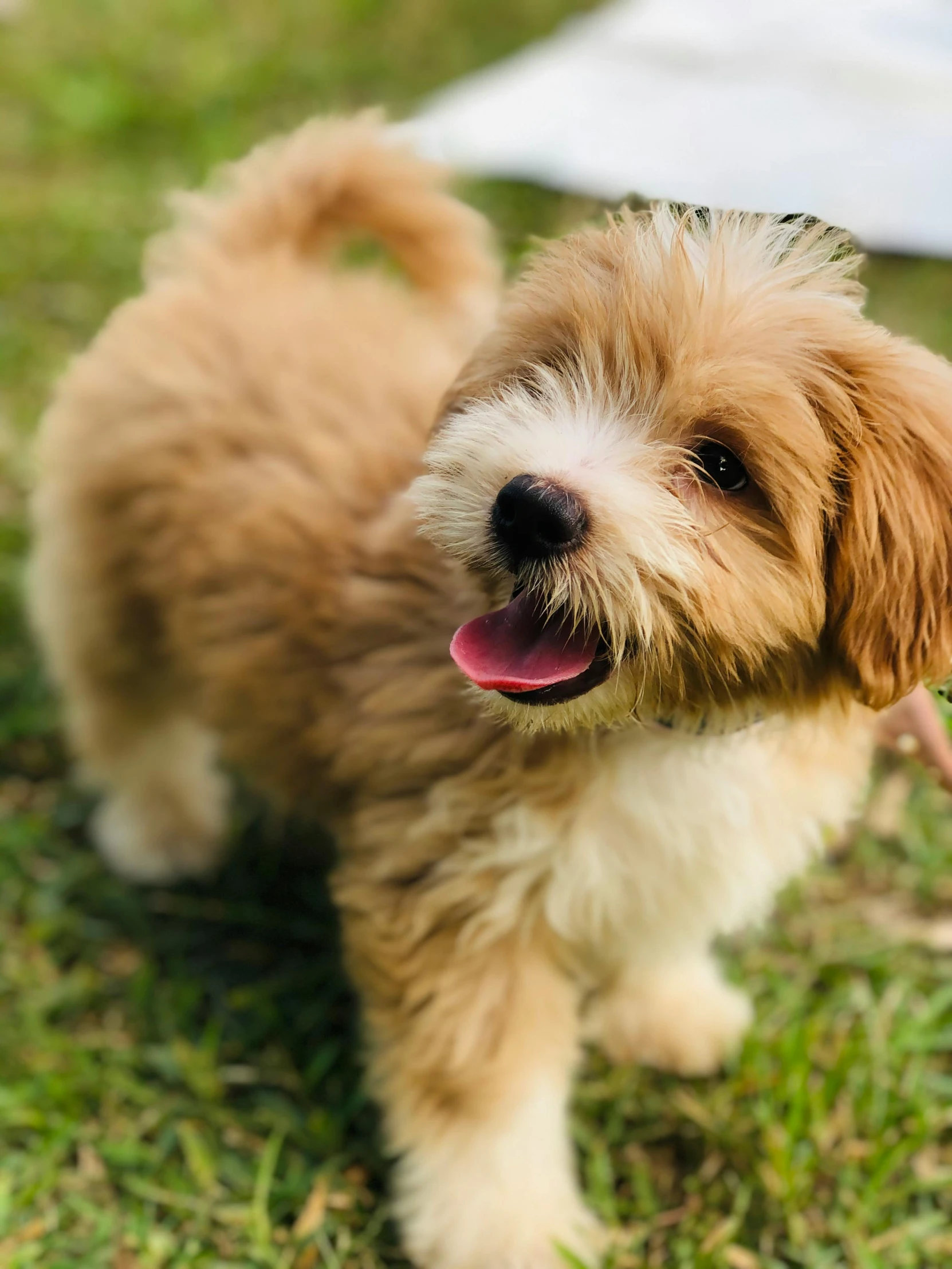 a small brown and white dog standing on top of a lush green field, fluffy hair, playful smile, reddit post, feature