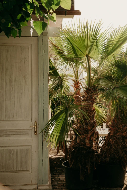 a potted palm tree in front of a door, a portrait, unsplash, lush garden surroundings, looking out, 1 8 9 5, a wooden