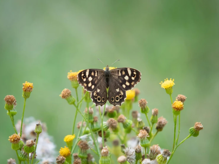 a butterfly that is sitting on some flowers, by Andries Stock, pexels contest winner, naturalism, muted brown yellow and blacks, low angle 8k hd nature photo, speckled, a high angle shot