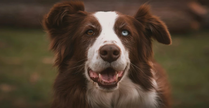 a brown and white dog standing on top of a lush green field, pexels contest winner, renaissance, beautiful blue glowing eyes, extreme close - up shot, aussie, a still of a happy