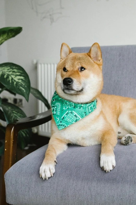 a dog sitting on a chair wearing a green bandana, inspired by Shiba Kōkan, trending on unsplash, rectangle, highly polished, bio-inspired, patterned