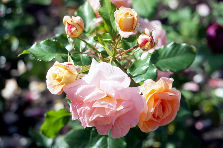 a close up of a bunch of flowers, crown of mechanical peach roses, delightful surroundings, full of colour, mid shot