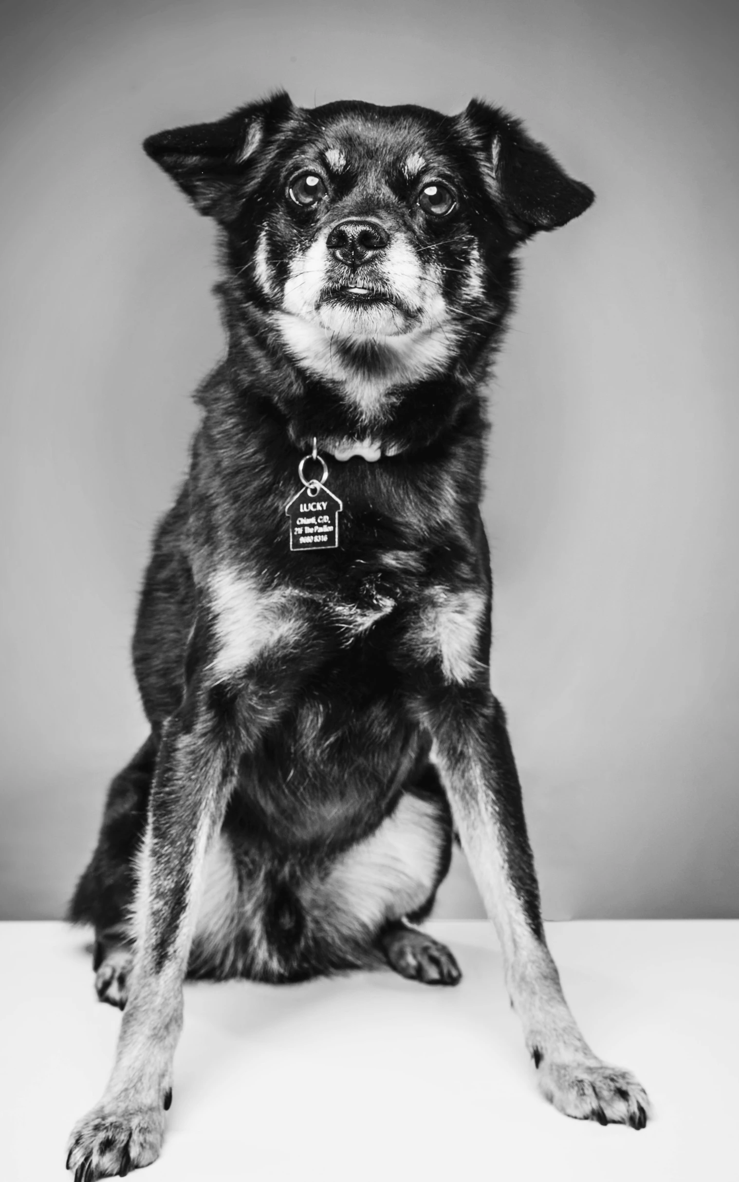 a black and white photo of a dog, long - haired chihuahua, adoptable, shiba inu portrait, holding paws