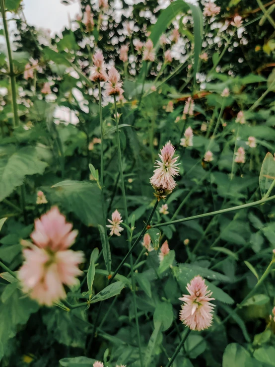 a bunch of pink flowers sitting on top of a lush green field, a picture, by Anna Haifisch, unsplash, low quality grainy, clover, taken on iphone 14 pro, slight overcast