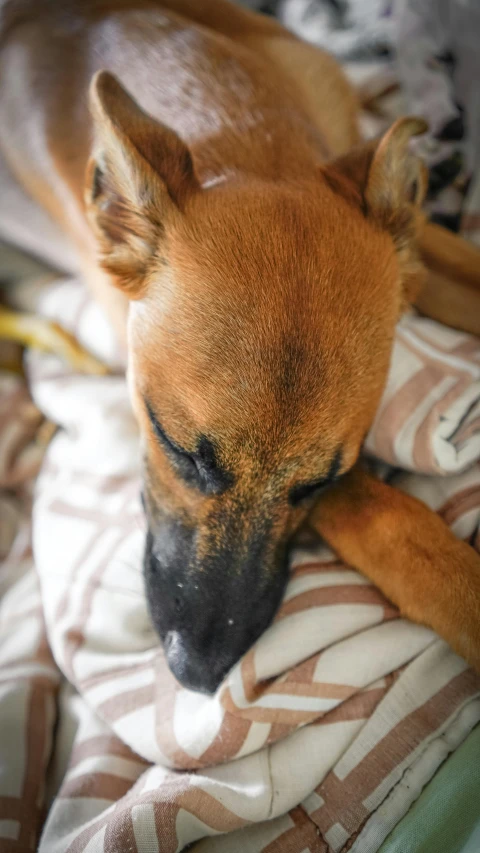 a brown dog laying on top of a bed, inspired by Elke Vogelsang, pexels, breed russian brown toy terrier, low quality photo, cuddling, high angle close up shot