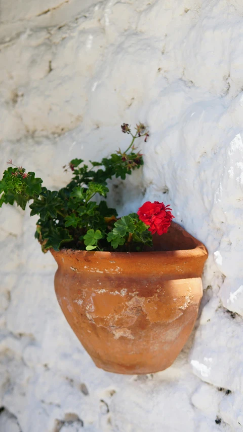 a close up of a flower pot on a wall, inspired by Annabel Kidston, arabesque, santorini, red flower, in a monestry natural lighting, small features