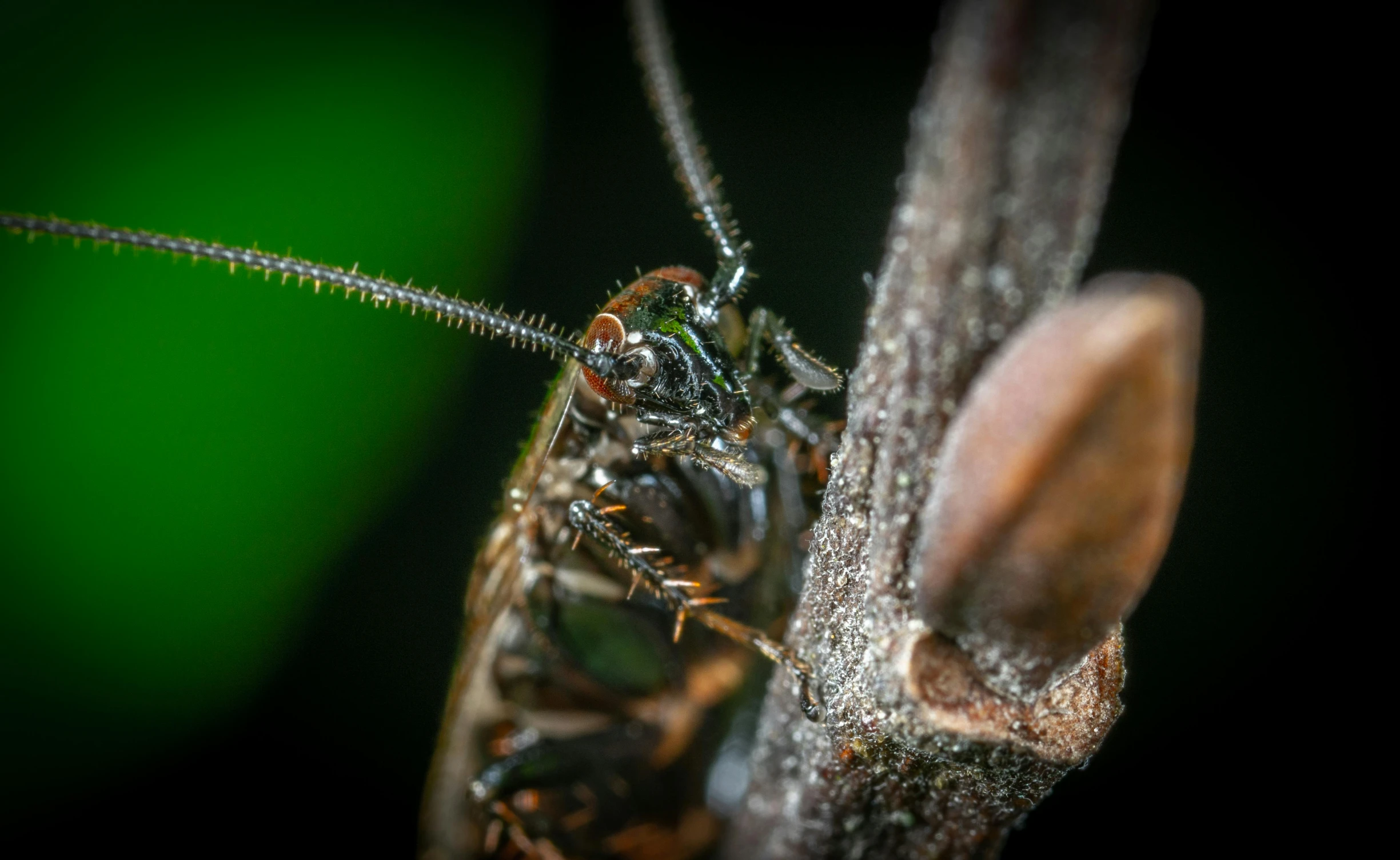 a close up of a bug on a twig, pexels contest winner, highly detailed 8k photography, chrysalis, young male, shot with a camera flash