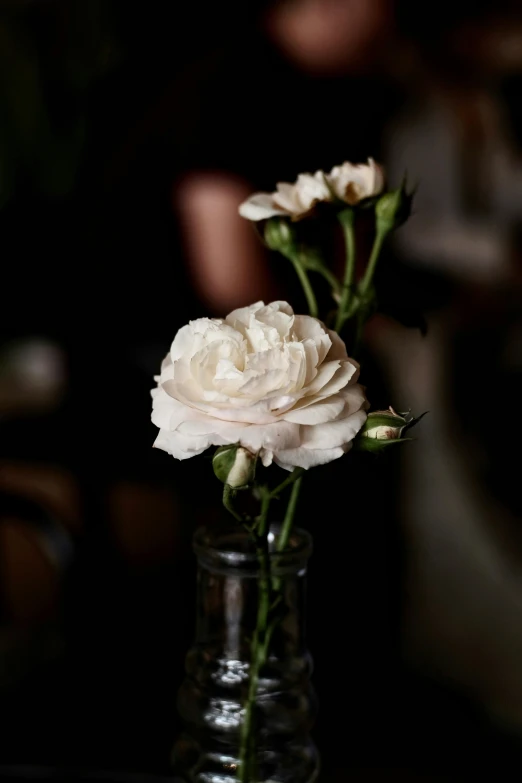 a vase filled with white flowers sitting on top of a table, by Robbie Trevino, unsplash, photo of a rose, multiple stories, low-light photograph, slide show