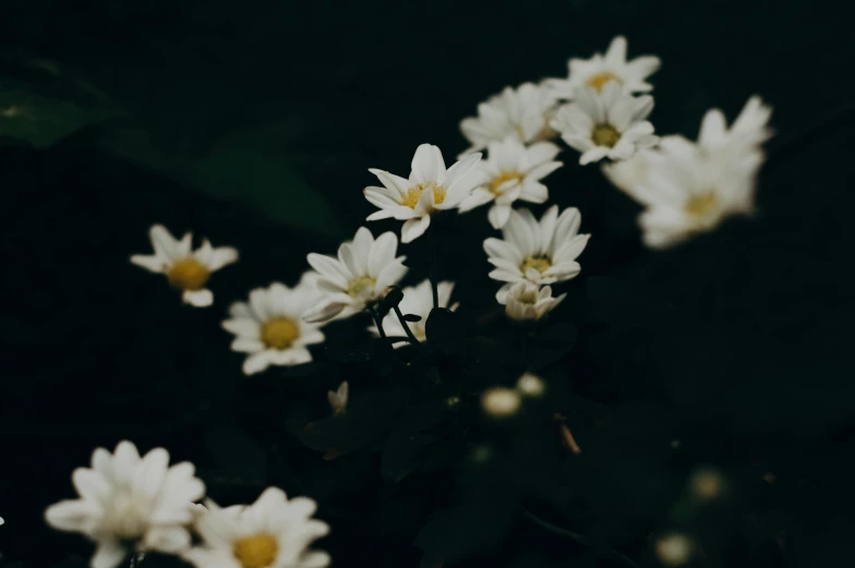 a close up of a bunch of white flowers, inspired by Elsa Bleda, trending on unsplash, night mood, background image, 2 0 0 0's photo