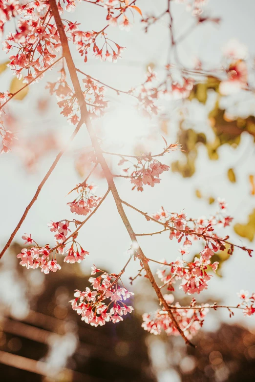 the sun shines through the branches of a cherry tree, trending on unsplash, pink orange flowers, with intricate details, dreamy ethereal vibe, 2019 trending photo