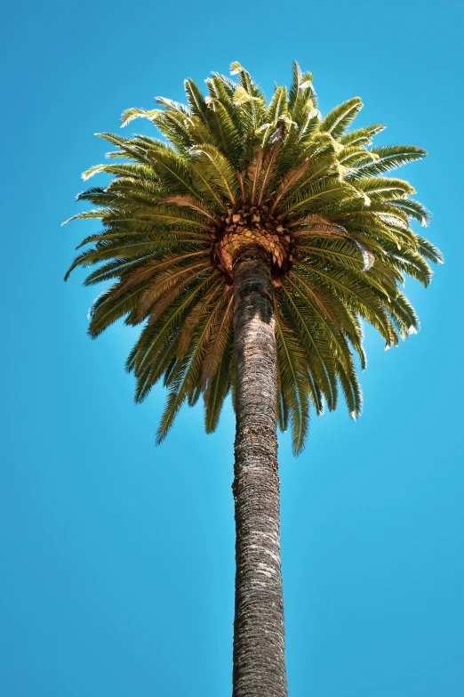 a tall palm tree against a blue sky, by David Simpson, san francisco, resembling a crown, travel, shady