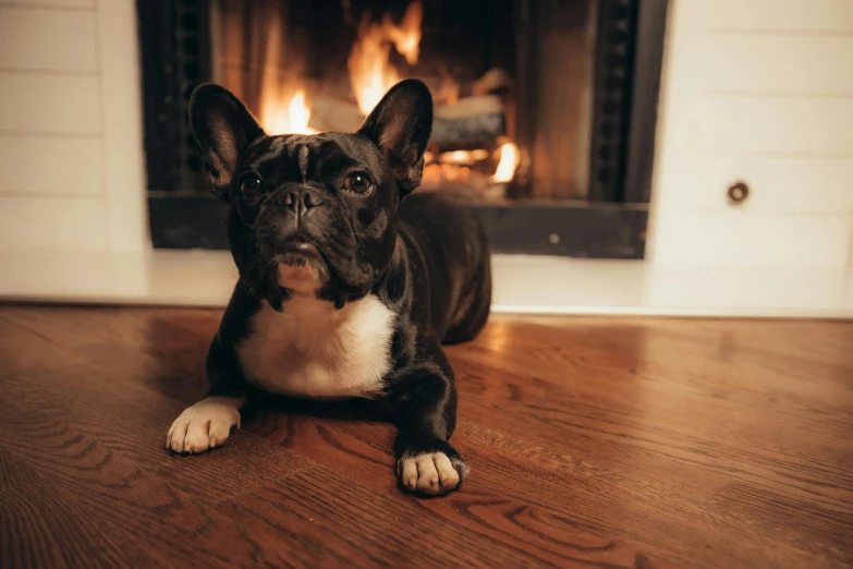 a dog laying on the floor in front of a fireplace, by Emma Andijewska, pexels contest winner, french bulldog, (fire), full body close-up shot, youtube thumbnail