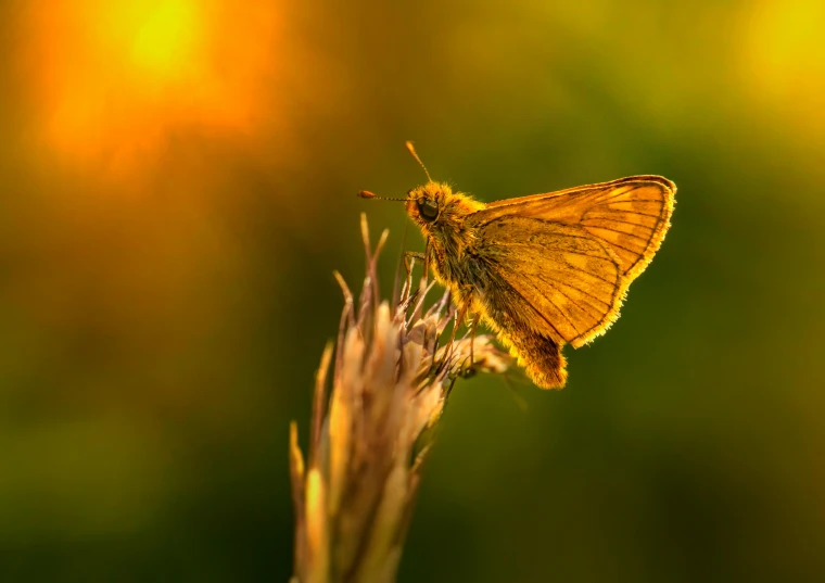 a small butterfly sitting on top of a plant, by Adam Marczyński, pixabay contest winner, tonalism, golden hour 8k, yellow, cute photo, profile picture 1024px