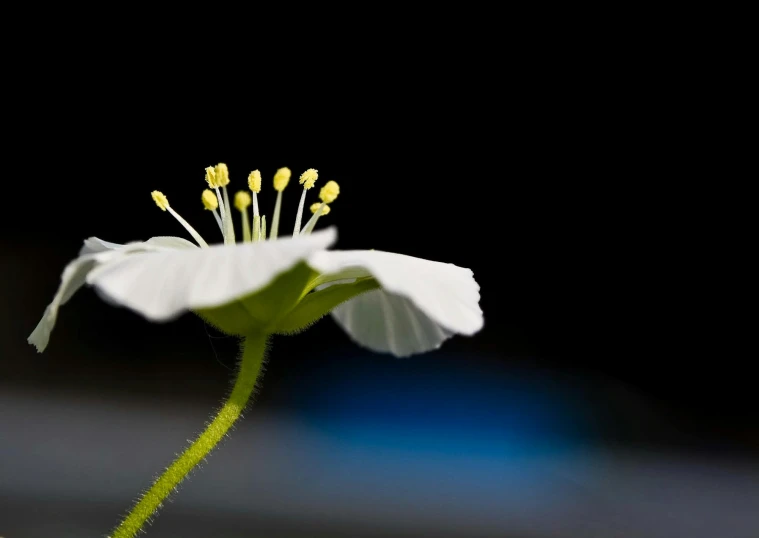 a close up of a flower with a blurry background, a macro photograph, by Tadashige Ono, minimalism, drosera capensis, ikebana white flowers, eye - level medium - angle shot, minimalist photorealist