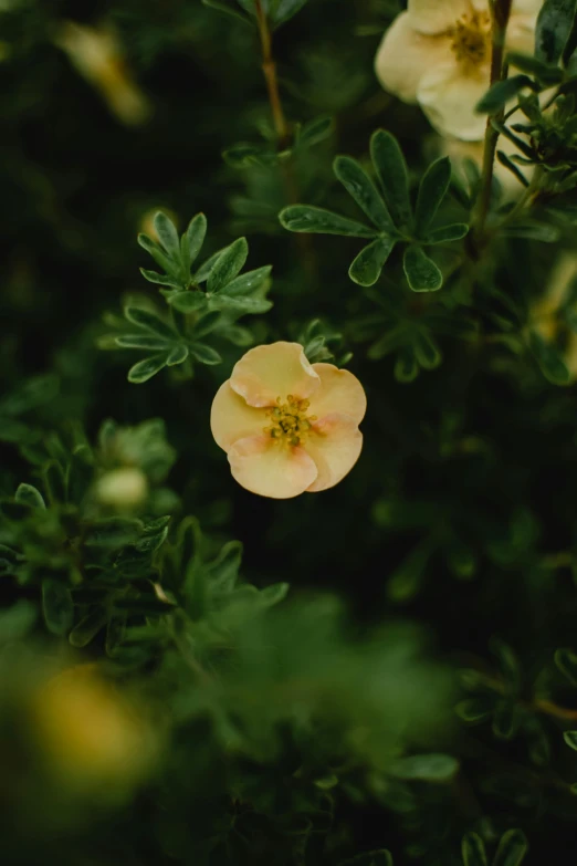 a yellow flower sitting on top of a lush green plant, unsplash, high angle shot, manuka, low quality photo, made of glazed