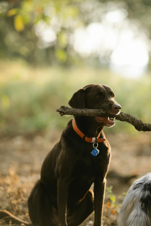 two dogs playing with a stick in the woods, a portrait, unsplash, low detail, camp, brown, 1 6 x 1 6