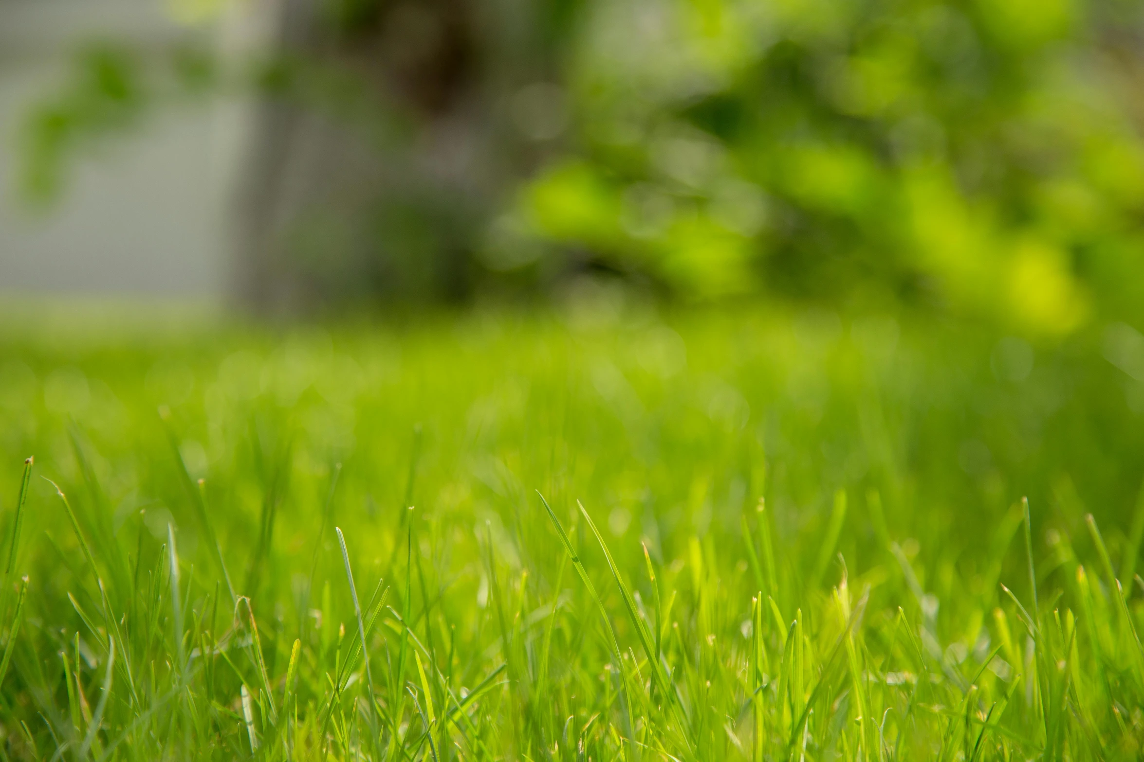 a red fire hydrant sitting on top of a lush green field, a picture, by Tom Bonson, unsplash, 300mm telephoto bokeh, grass texture material, shot on sony a 7, light green