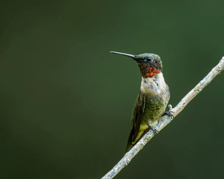 a small bird sitting on top of a tree branch, hummingbirds, confident stance, today's featured photograph 4k, fan favorite