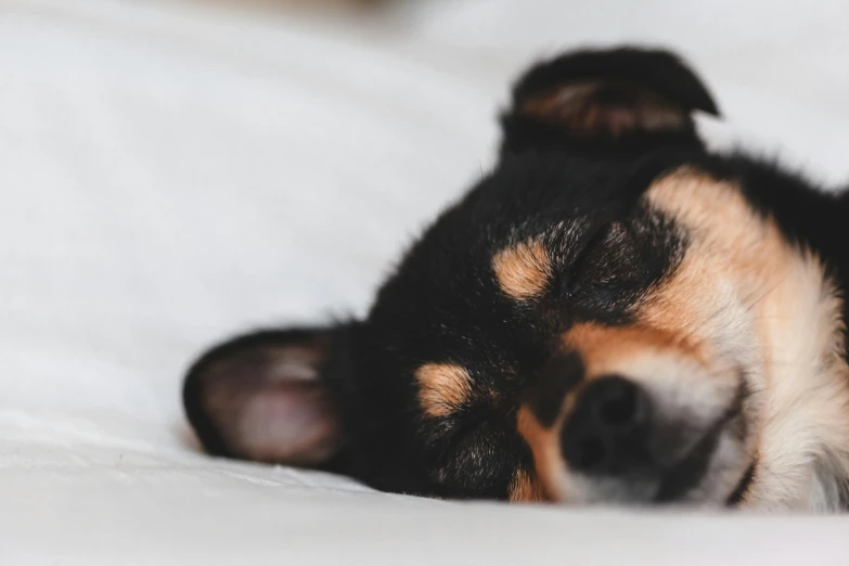 a close up of a dog laying on a bed