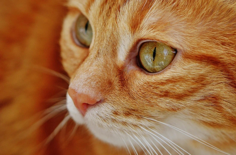a close up of a cat with green eyes, an orange cat, looking off into the distance, instagram post, getty images
